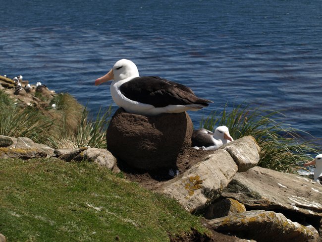 ../../Pictures/241209/069 blackbrowded Albatross.JPG